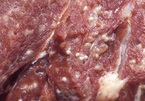 Làm sao để phân biệt thịt lợn sạch và thịt lợn bị bệnh, tẩm hóa chất?