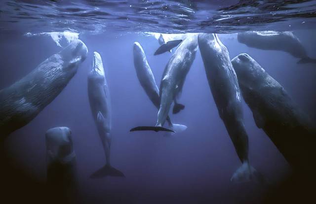     Tại sao động vật có mũi như cá voi lại ngủ dưới nước?  - Ảnh 3.