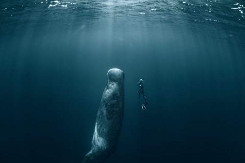     Tại sao động vật có mũi như cá voi lại ngủ dưới nước?  - Ảnh 4.