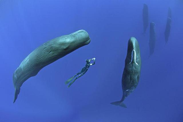     Tại sao động vật có mũi như cá voi lại ngủ dưới nước?  - Ảnh 6.